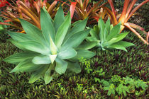 Tropical plants at Paleaku Gardens Peace Sanctuary, Kona Coa... by Danita Delimont