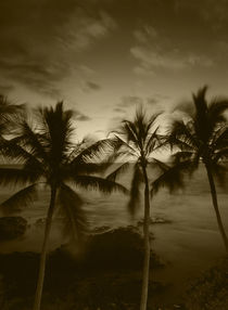 USA, Hawaii Islands, Big Islands, Kona, View palm trees on beach by Danita Delimont