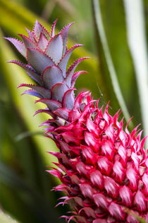 pineapple bromeliad Growing in the maui country side von Danita Delimont