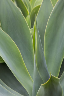 Agave Plant with fresh green leaves by Danita Delimont