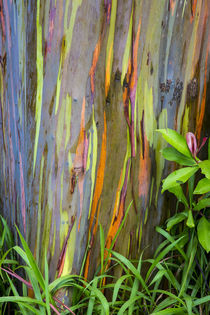 Rainbow Eucalytus Trees by Danita Delimont