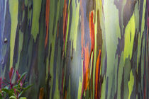 Rainbow Eucalytus Trees by Danita Delimont