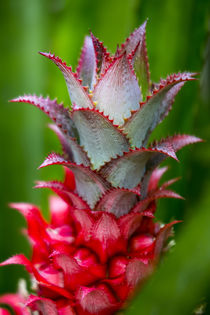 pineapple bromeliad Growing in the maui country side von Danita Delimont