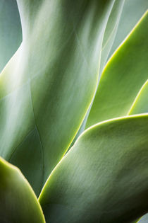Agave Plant with fresh green leaves von Danita Delimont