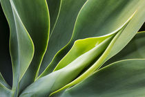 Agave Plant with fresh green leaves by Danita Delimont