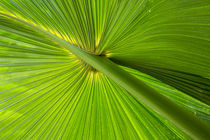 Hawaiian Fan Palm with Back lighting by Danita Delimont