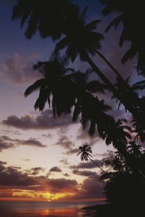 USA, Hawaii, Molokai, Palm Trees at sea. by Danita Delimont