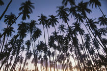 USA, Hawaii, Molokai, Palm Trees, Royal Kupuva Palm Grove at... by Danita Delimont