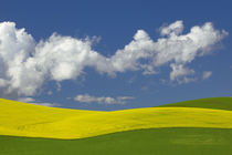 USA, Idaho, Idaho County, Canola and wheat fields by Danita Delimont