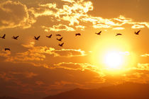 A flock of geese fly at sunrise in Boise, Idaho, USA. von Danita Delimont