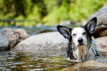 Happy Dog in Hot Springs, Jerry Johnson Hot Springs, Idaho by Danita Delimont
