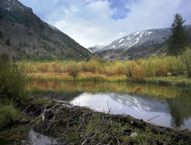 Boulder Mountains and Trail Creek beaver pond with dam in au... von Danita Delimont