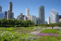 Lurie Garden in Millennium Park, Chicago, with Michigan Avenue skyline von Danita Delimont