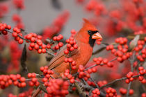 Northern Cardinal male on Common Winterberry bush Marion Co by Danita Delimont