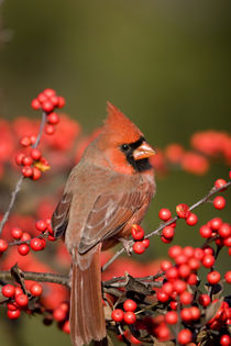 Northern Cardinal male on Common Winterberry bush Marion Co by Danita Delimont