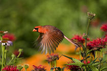 Northern Cardinal male in flight in flower garden, Marion Co by Danita Delimont