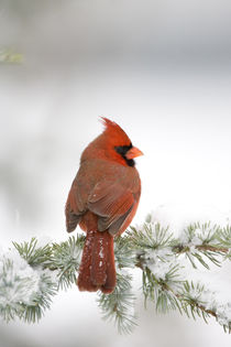 Northern Cardinal male on Blue Atlas Cedar in winter, Marion Co by Danita Delimont