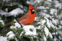 Northern Cardinal male in Balsam fir tree in winter, Marion Co by Danita Delimont