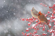 Northern Cardinals male and female in Common Winterberry bus... by Danita Delimont