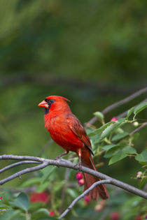 Northern Cardinal male in Serviceberry Bush Marion Co von Danita Delimont