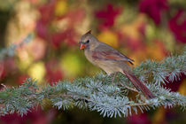 Northern Cardinal female in fall, Marion Co by Danita Delimont