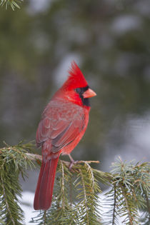 Northern Cardinal male in spruce tree in winter, Marion Co by Danita Delimont