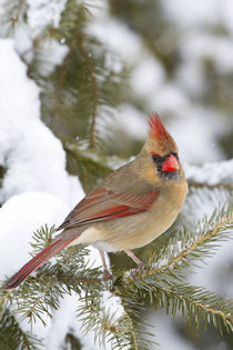 Northern Cardinal female in spruce tree in winter, Marion Co by Danita Delimont