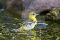 Orchard Oriole female bathing, Marion Co by Danita Delimont