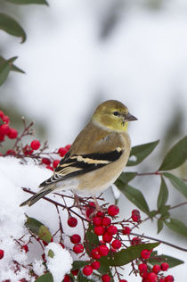 American Goldfinch in Heavenly Bamboo in winter, Marion Co by Danita Delimont