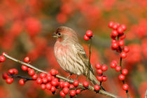 House Finch male on Common Winterberry Marion Co by Danita Delimont