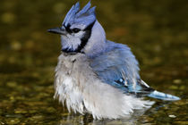Blue Jay bathing, Marion Co by Danita Delimont