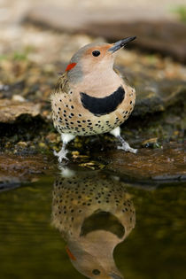 Northern Flicker female water, Marion Co by Danita Delimont