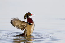 Wood Duck male flapping wings in wetland, Marion Co by Danita Delimont