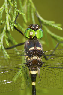 Swift River Cruiser Dragonfly male, Effingham Co by Danita Delimont