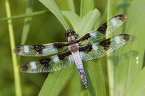 Twelve-spotted Skimmer male near wetland, Marion Co by Danita Delimont