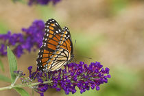 Viceroy butterfly on Butterfly Bush Marion Co by Danita Delimont