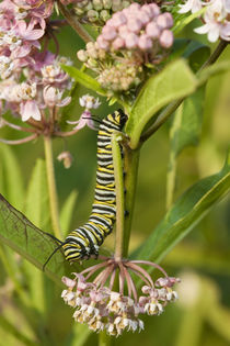 Monarch caterpillar on Swamp Milkweed Marion Co by Danita Delimont