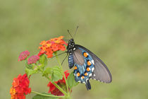 Pipevine Swallowtail on Red Spread Lantana Marion Co by Danita Delimont