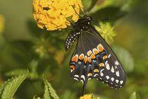 Black Swallowtail butterfly male on New Gold Lantana Marion Co von Danita Delimont