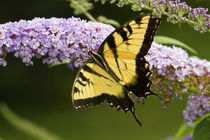 Eastern Tiger Swallowtail butterfly on Butterfly Bush Marion Co von Danita Delimont
