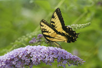 Eastern Tiger Swallowtail butterfly on Butterfly Bush Marion Co by Danita Delimont