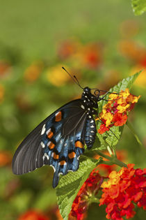Pipevine Swallowtail Butterfly male on Red Spread Lantana Marion Co von Danita Delimont