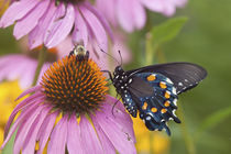 Pipevine Swallowtail Butterfly male on Purple Coneflower Marion Co von Danita Delimont
