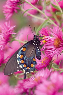 Pipevine Swallowtail on New England Aster Marion Co by Danita Delimont