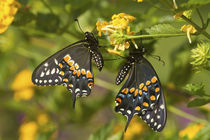 Black Swallowtail butterflies male and female on New Gold La... by Danita Delimont