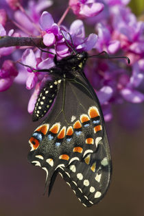 Black Swallowtail butterfly newly emerged male on Eastern Re... von Danita Delimont