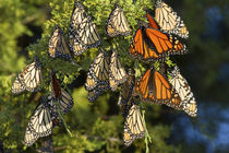 Monarch butterflies roosting in Eastern Red Cedar tree, Prai... von Danita Delimont