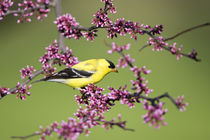 American Goldfinch male in Eastern Redbud tree Marion, Illinois, USA. by Danita Delimont