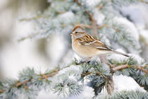American Tree Sparrow on Blue Atlas Cedar in winter, Marion,... by Danita Delimont