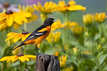Baltimore Oriole male on post in flower garden with Black-ey... by Danita Delimont